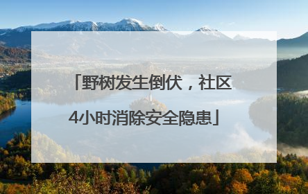 野树发生倒伏，社区4小时消除安全隐患