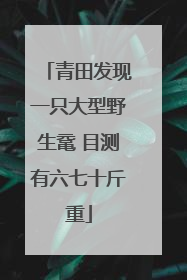 青田发现一只大型野生鼋 目测有六七十斤重