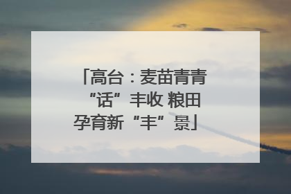 高台：麦苗青青“话”丰收 粮田孕育新“丰”景