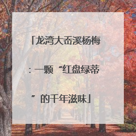 龙湾大岙溪杨梅：一颗“红盘绿蒂”的千年滋味