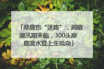 麋鹿也“迷路”，洞庭湖汛期来临，300头麋鹿渡水登上生境岛