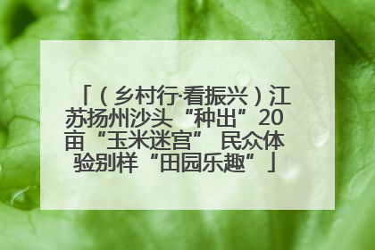 （乡村行·看振兴）江苏扬州沙头“种出”20亩“玉米迷宫” 民众体验别样“田园乐趣”