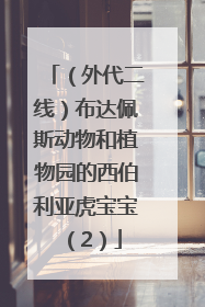 （外代二线）布达佩斯动物和植物园的西伯利亚虎宝宝（2）