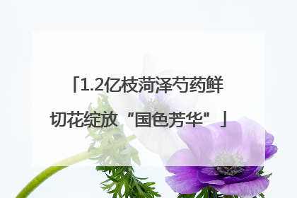 1.2亿枝菏泽芍药鲜切花绽放“国色芳华”